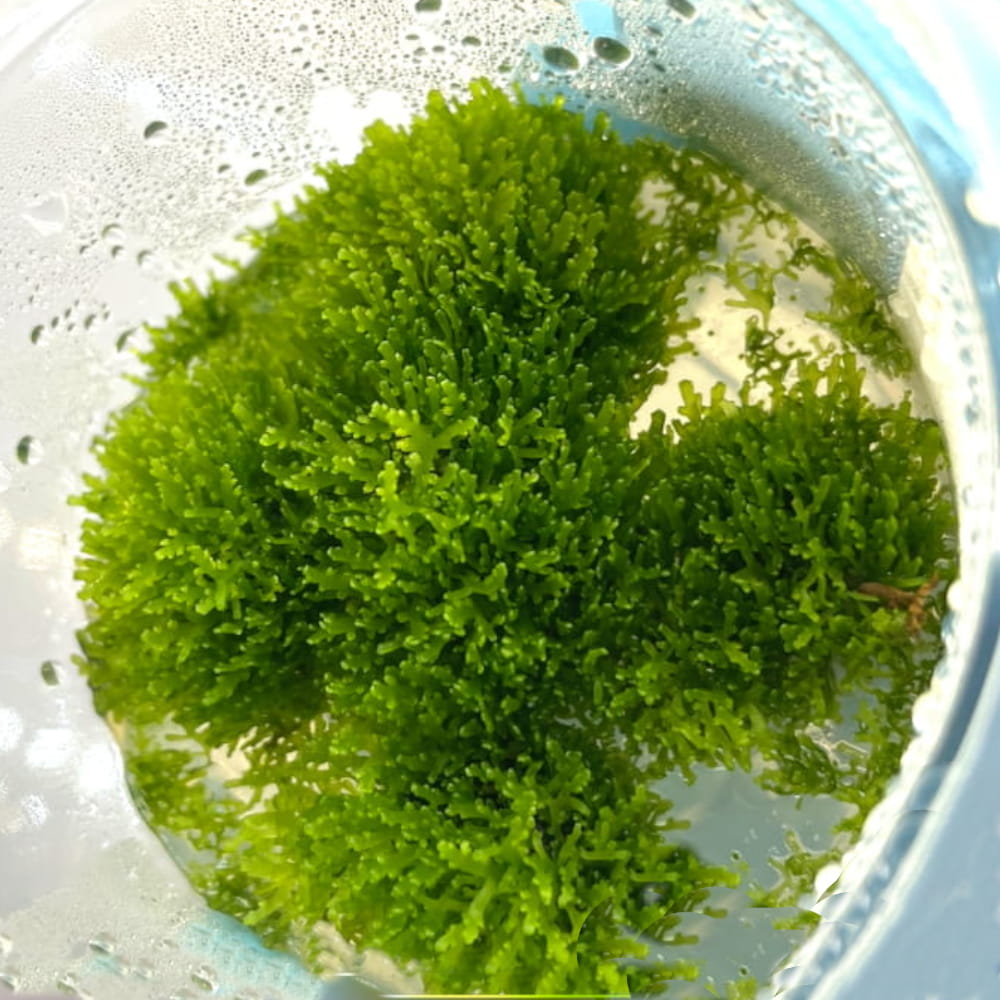 Mech Riccardia Chamedryfolia Mini Pelia In Vitro Kubek 5cm.jpg